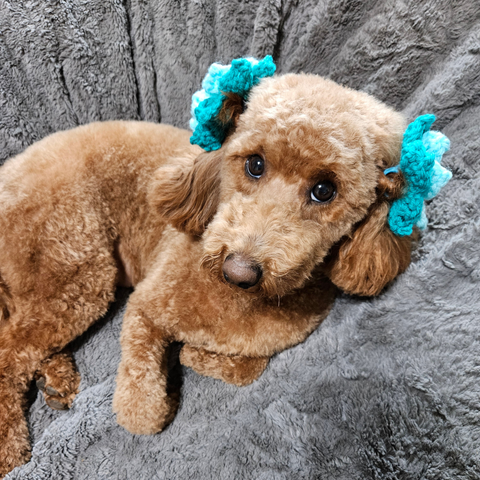 Succulent Hairbows